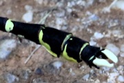 Stout Vicetail (Hemigomphus heteroclytus)